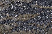 Common Murre 1625